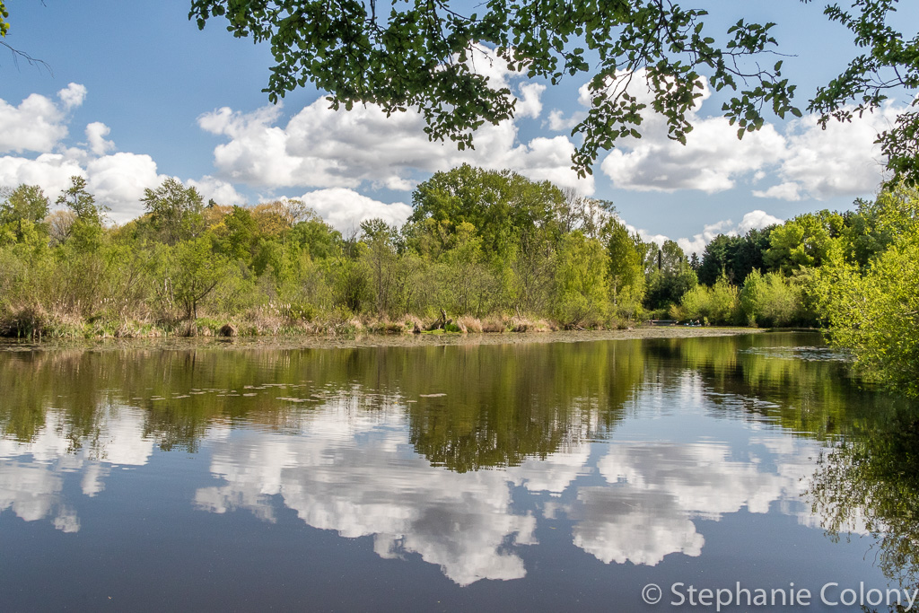 Atmospheric Marsh Landscape
